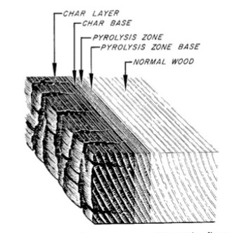 Cross section of charred wood shows how an outer char layer insulates the core structure.
