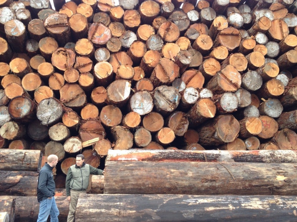Here is a close-up for better scale. We always keep in mind that wood is a renewable resource, being harvested by all of our partners with careful consideration of the environment. The structures that we craft and build, on average they will survive for a few centuries. All in all, seems like a good afterlife for these Douglas fir trees!
