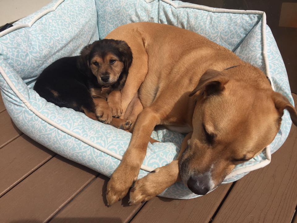 A very young Reilly found a good napping spot with “brother” Harlow.